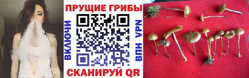 Купить где  Беломорск  Псилоцибиновые грибы Psilocybine cubensis 